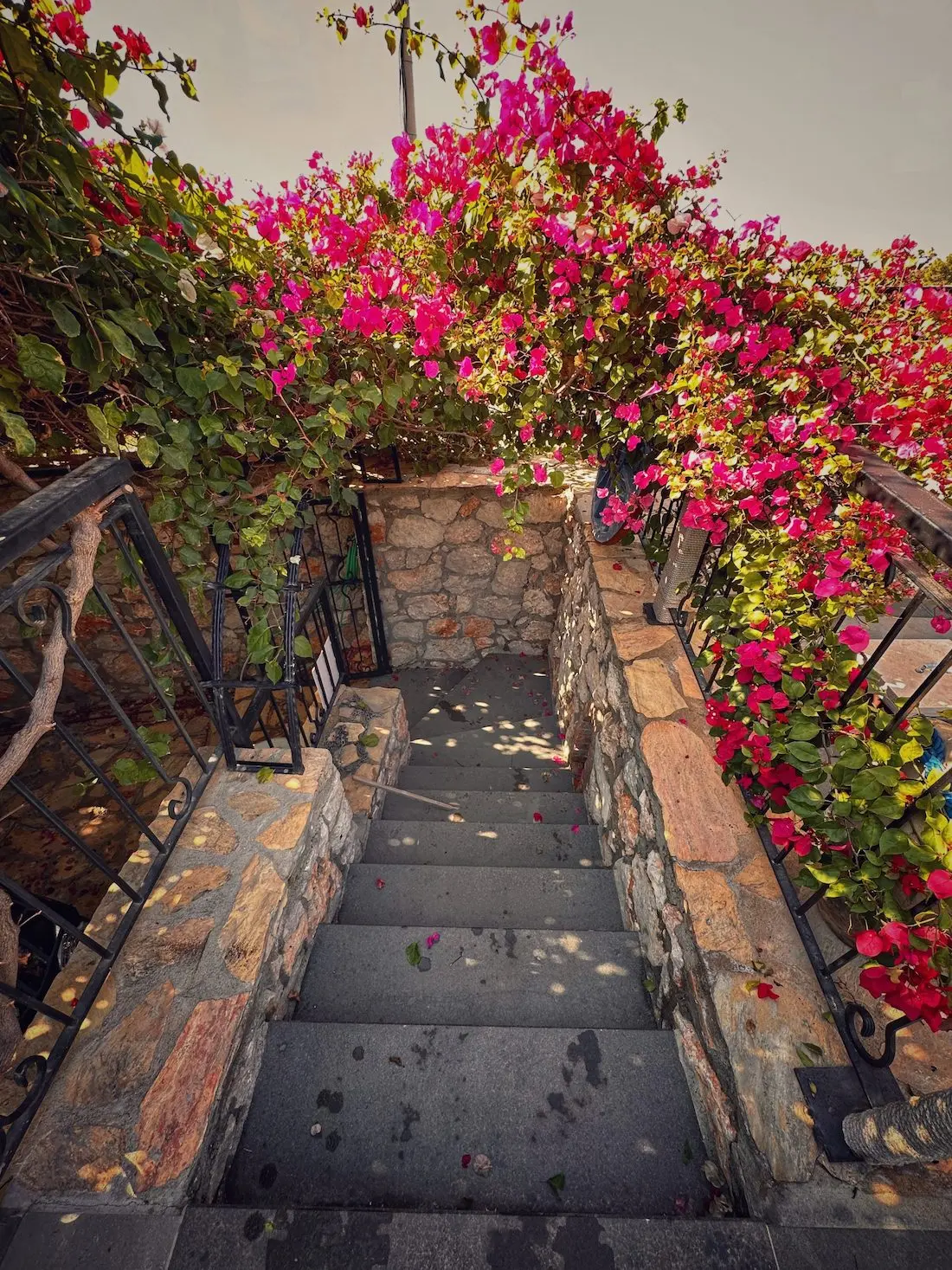 Mature garden